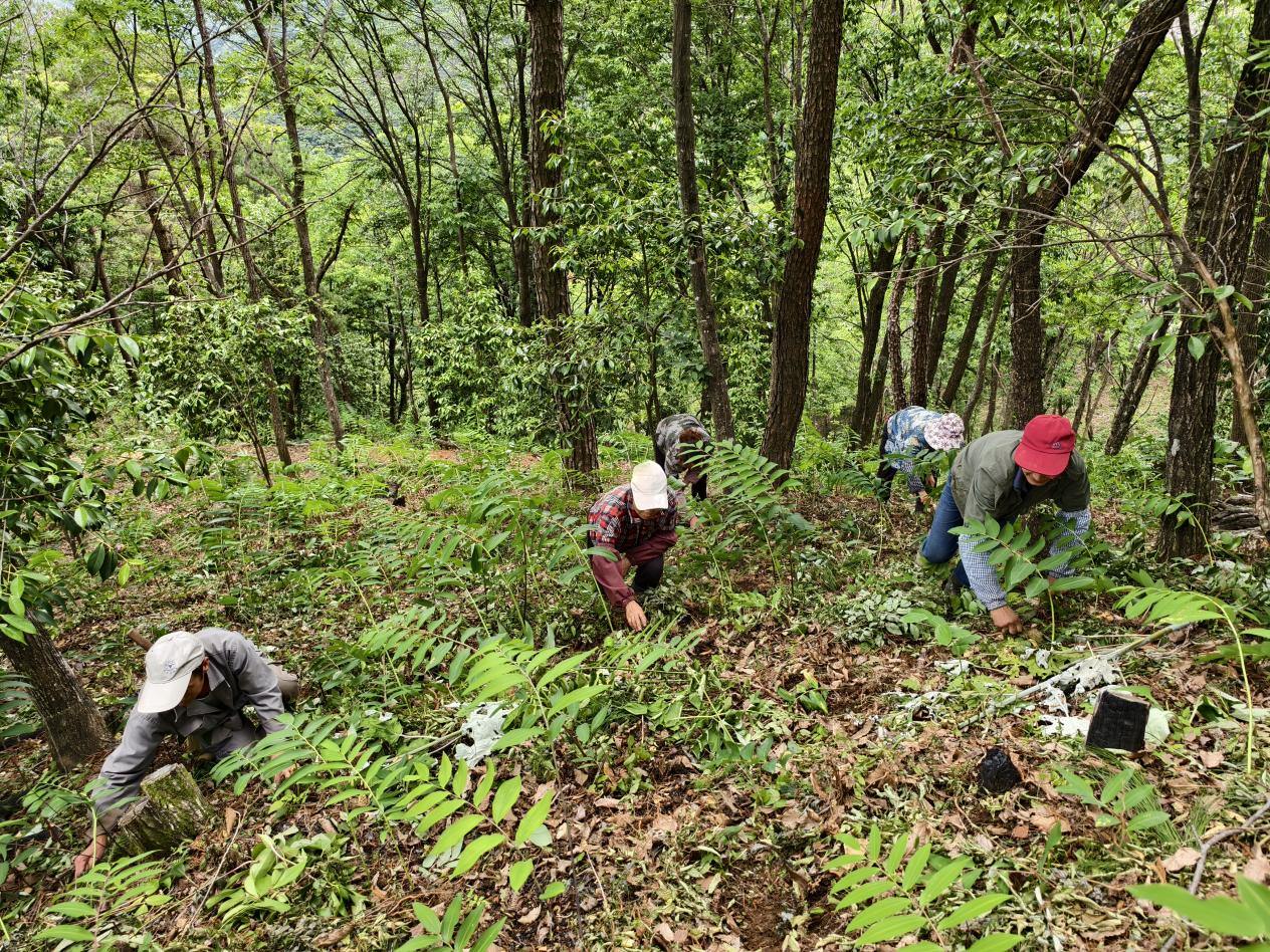 云南双柏国家储备林项目